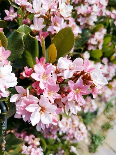 Close-up of pink flowers blooming on a tree branch.