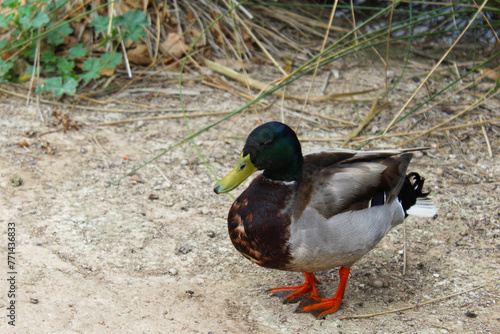 duck on a pond, duck in the park