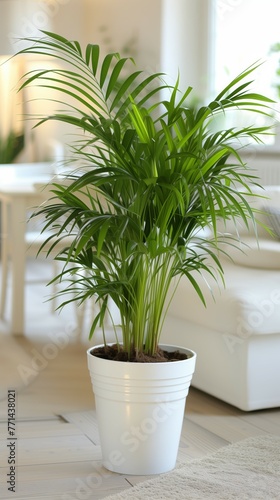 Lush Kentia Palm presenting its graceful leaves in a classic white pot against a soft interior
