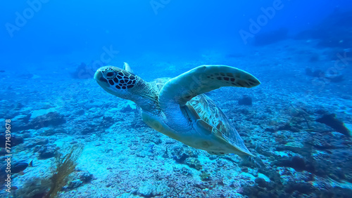 green sea turtle swimming freedom 
