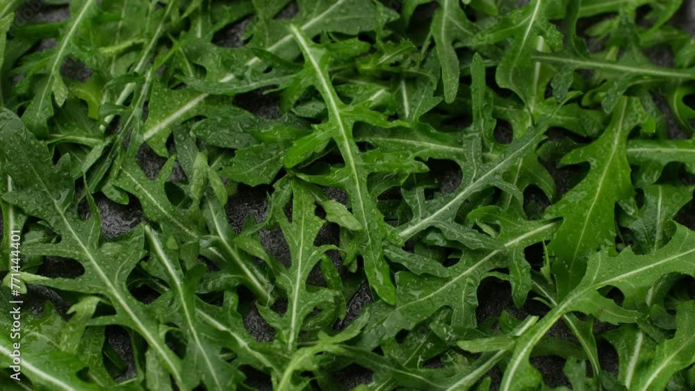 Heap of fresh arugula top view, rotation Heap of fresh arugula top view, rotation