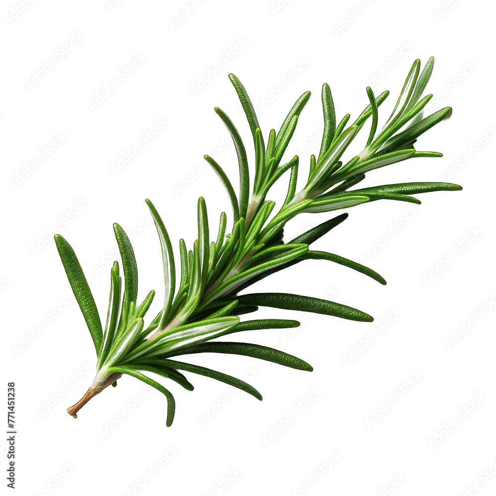 Fototapeta premium rosemary leaf isolated