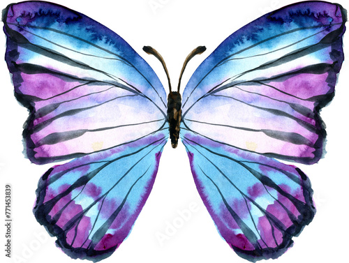Canvas Print Watercolor colorful butterfly, isolated butterfly on transparent background, png