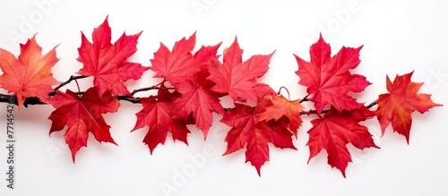 Deciduous maple leaves in shades of carmine red on a white background  resembling an artistic display. Natural material from an annual flowering plant twig  creating a picturesque event