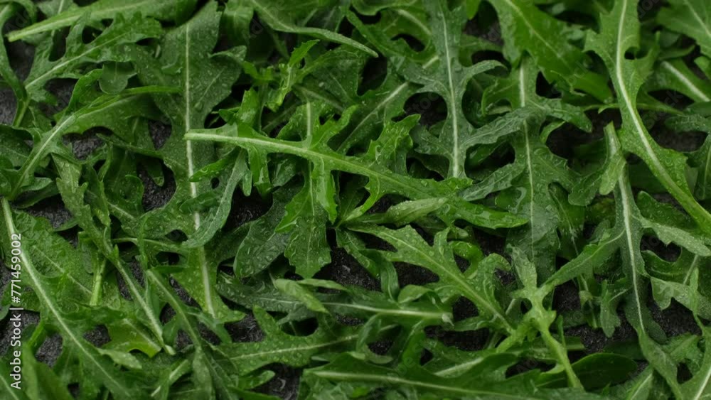 Zoom frame fresh arugula top view, rotation. Arugula salad heathy food Zoom frame fresh arugula top view, rotation. Arugula salad heathy food