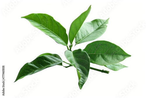 Fresh green orange leaves isolated on white background. Clipping Path. Full Depth of field. Focus stacking, Generative AI 