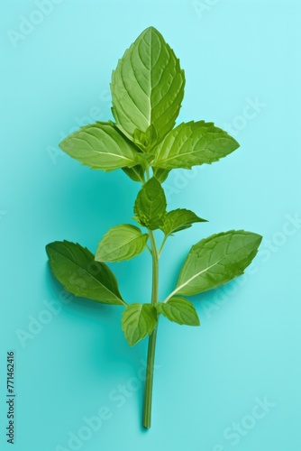 Oregano on blue background. Highly detailed close up image. © Twomeows_AS