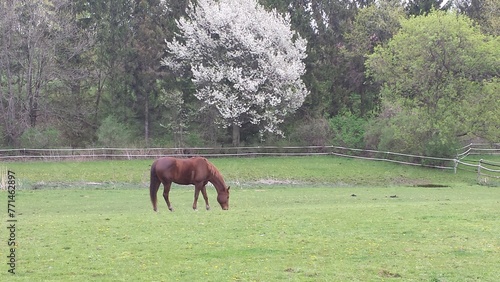 Misty spring morning. A horse in a pasture. Tree with white flowers blooming by fence. 