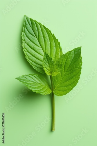 Mint leaves on coloured background. Highly detailed close up image.