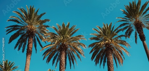 Towering Palm Trees against a Clear Blue Sky
