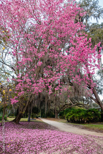 Tabebuia impetiginosa, Pink Trumpet Tree shedding petals on a cloudy Florida spring day. photo