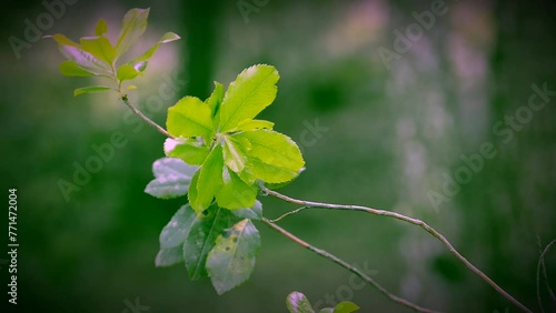 Small tree leaves at wind in a cloudy day 