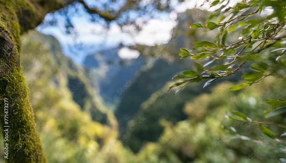 Fototapeta premium Dense green mossy rain forest trees as background. 