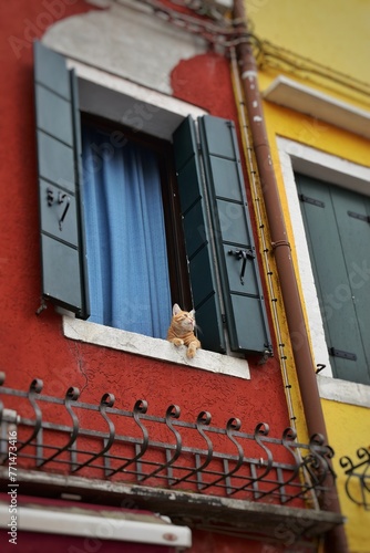 cat in the window photo