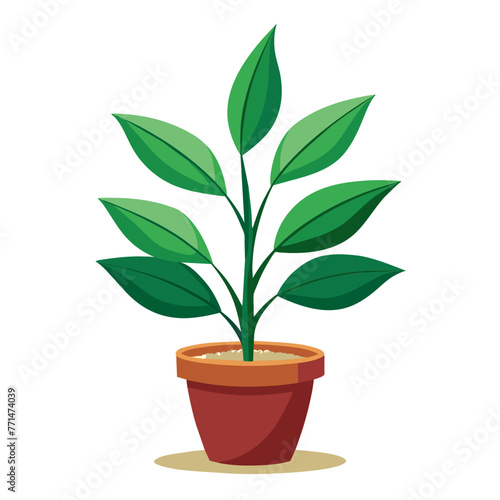 Eine grüne Pflanze mit großen Blättern in einem Blumentopf