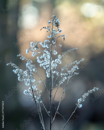 Eine schöne Pflanze mit tollem Bokeh im Frühling.