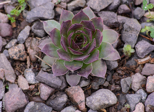 succulent echeveria with burgundy and green leaves