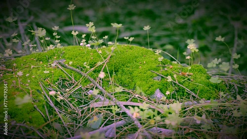 clovers and green moss on the forest floor