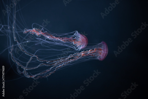 Beautiful jellyfishes details, closeup shot of swimming underwater on black background. Amazing nature, medusa with tentacles. 
