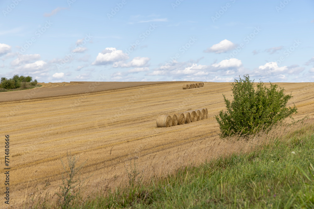straw stacks in the field after the grain harvest