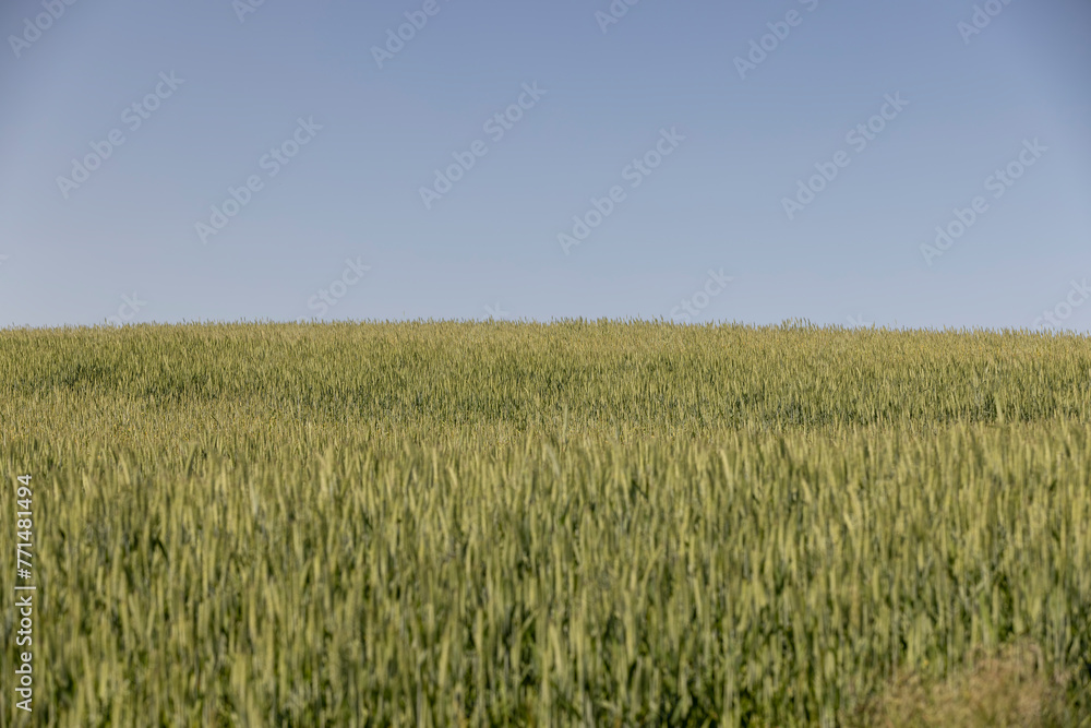 green ears of wheat during cultivation, unripe green wheat