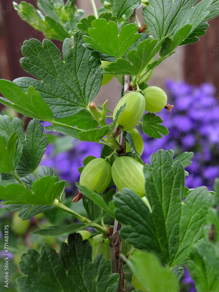 Fototapeta premium Ripe green gooseberry berries on a branch close up. 