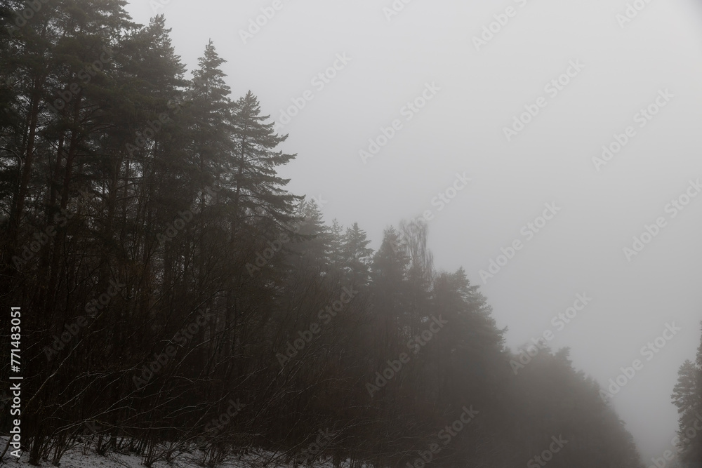 Fototapeta beautiful forest in winter foggy weather