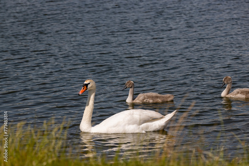 grey chicks of the white sibilant swan with grey down photo