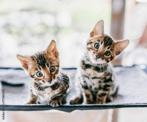 Two Young Bengal Cats Portrait Cute Kittens