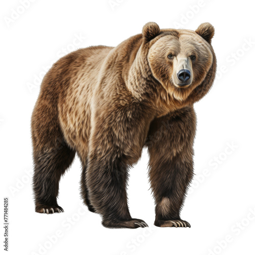 Wallpaper Mural brown grizzly bear Torontodigital.ca