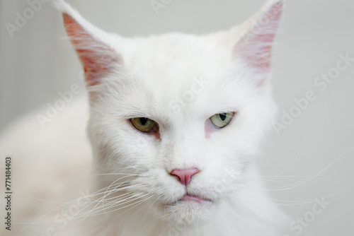 muzzle of large white beautiful cat