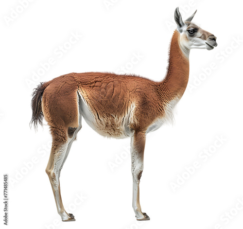 A close-up image of a white-faced impala  isolated from its surroundings.       