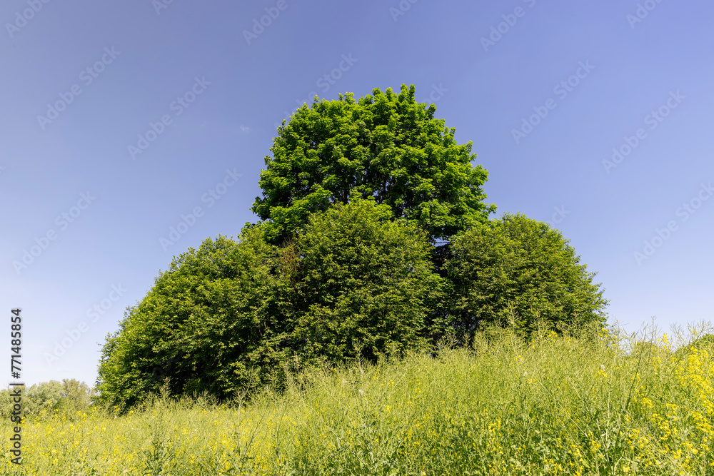 Obraz premium rapeseed field after flowering with yellow flowers in summer