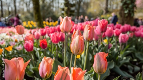 Fototapeta Naklejka Na Ścianę i Meble -  beautiful flower garden with various colors of bright and charming tulips. The flowers are planted along the banks of water canals, creating a very colorful and joyful sight