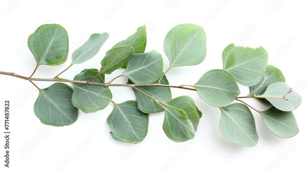 Fototapeta premium Eucalyptus on White. Isolated Branch and Leaves of Eucalyptus Tree on White Background. Green Nature Closeup