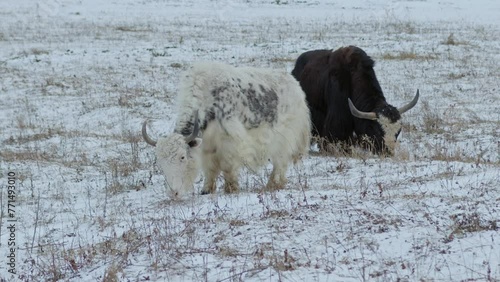 Domestic yak grazing in snowy pasture on winter day, working animals in grassland. Two cattle eating dry grass in cold weather