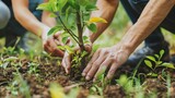 Planting a tree is a great way to give back to the environment. It's also a fun and rewarding activity that can be enjoyed by people of all ages.