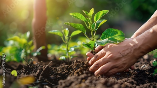 Planting a tree is a symbolic gesture of hope and growth.