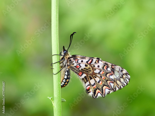 Spanish festoon butterfly. Zerynthia rumina photo