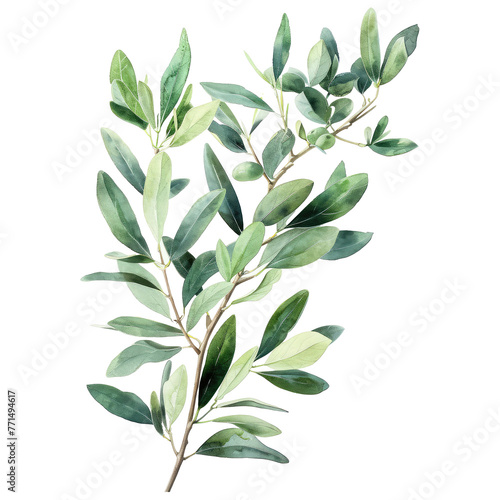  watercolor painting of an olive branch © Pornnapha