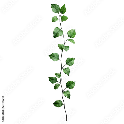 stem brench with small leaves twisting around in a straight line