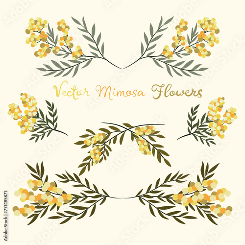 Branch of Mimosa isolated on white background. Spring yellow flowers. Vector