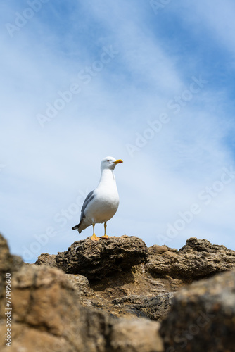  Seagull standing on a rock at the seaside. Biarritz, France. 