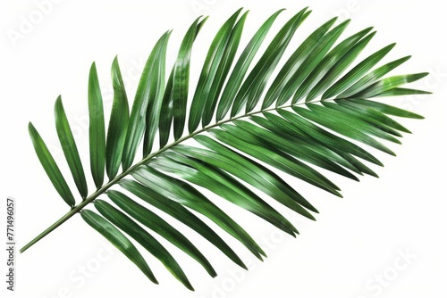 Tropical green palm leaf cut out  isolated on white background  digital illustration