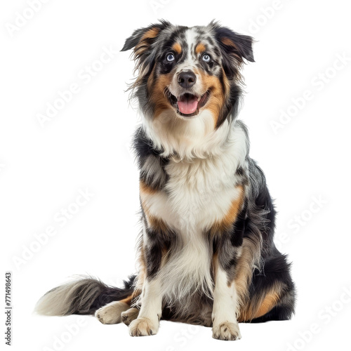 Australian Shepherd Sitting With Tongue Out