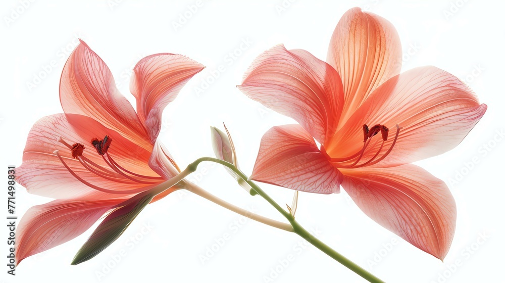 Two orange lilies isolated on white background. The lilies are in full bloom and have a delicate, translucent appearance.
