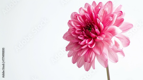 A beautiful pink dahlia flower in full bloom against a white background. The petals are soft and delicate, and the flower is perfectly symmetrical.