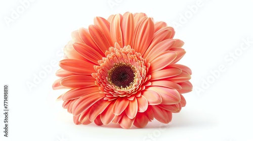 A beautiful gerbera flower isolated on a white background. The flower has bright pink petals and a yellow center. photo
