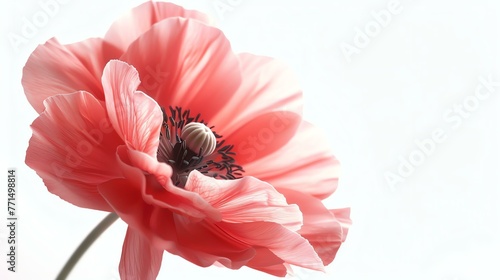 Soft focus on a beautiful pink anemone flower in full bloom against a blurred background.