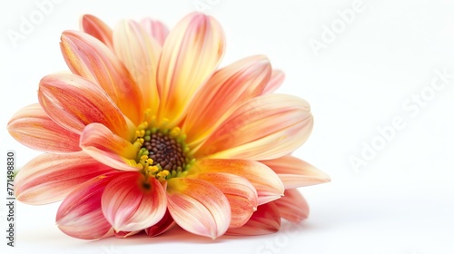 A beautiful flower with pinkish-orange petals and a yellow center. The petals are delicate and have a slightly curled appearance.